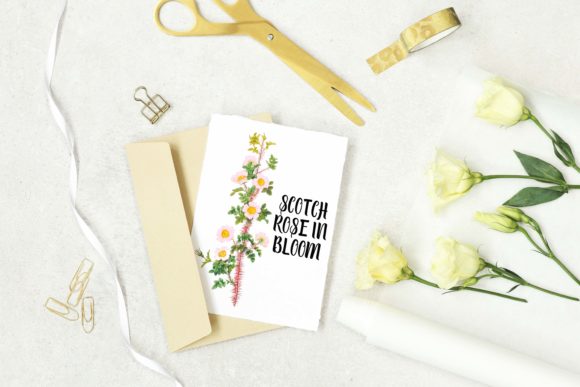 Download White Rose Vintage Botanical Illustration - Vintage botanical illustration Collection